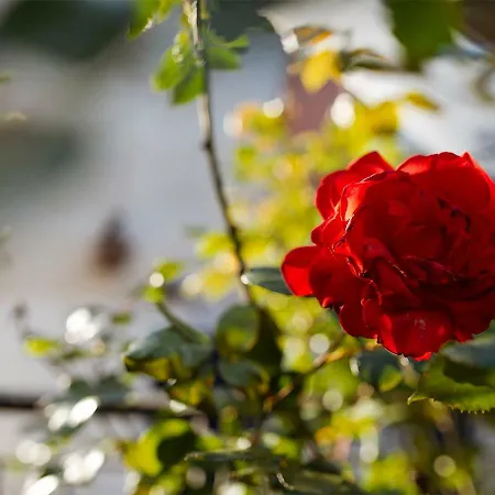 Anxur Bed and Breakfast Terracina